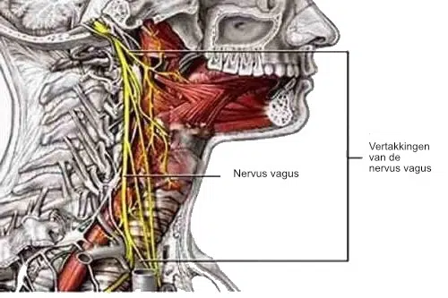 nervus vagus ontspruit happy healthcare