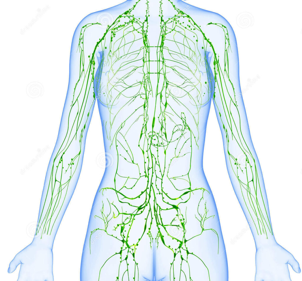 lymfesysteem vrouw happy healthcare
