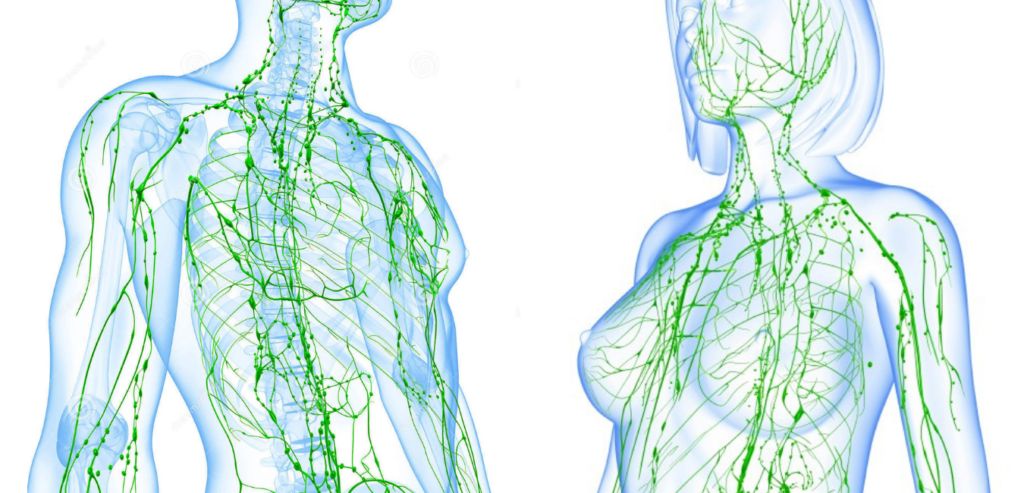 lymfesysteen happy healthcare